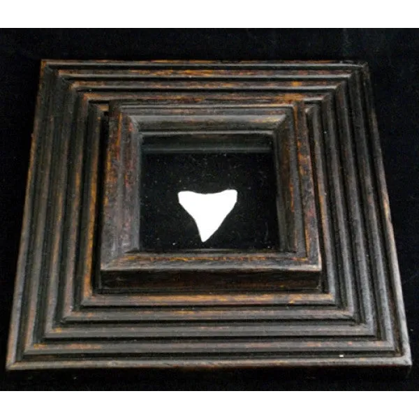 Bull Shark Tooth Display pf-3