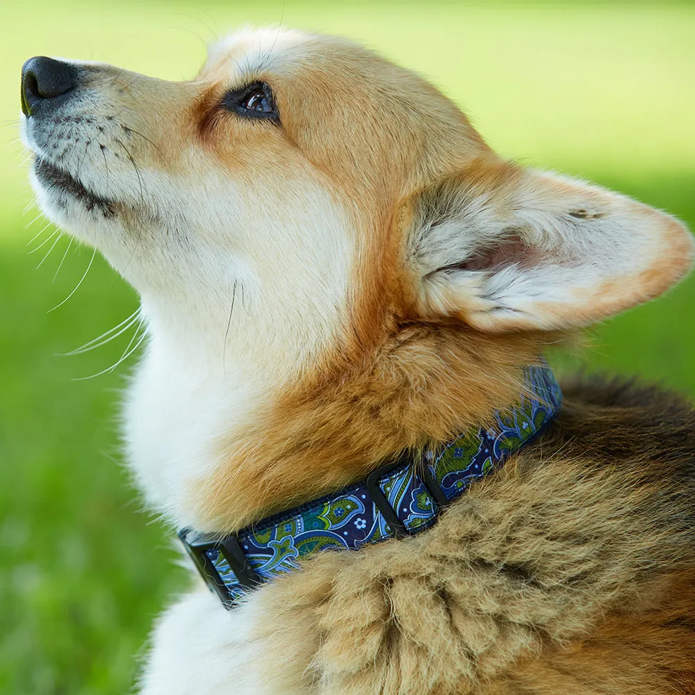 David - Dog Collar
