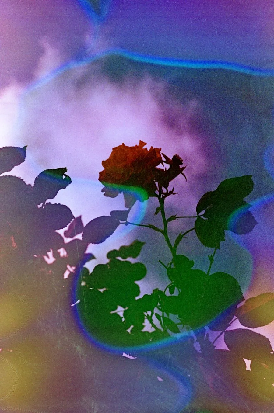 Hanalogital Summer '24 (Souped Film) - 35mm Film
