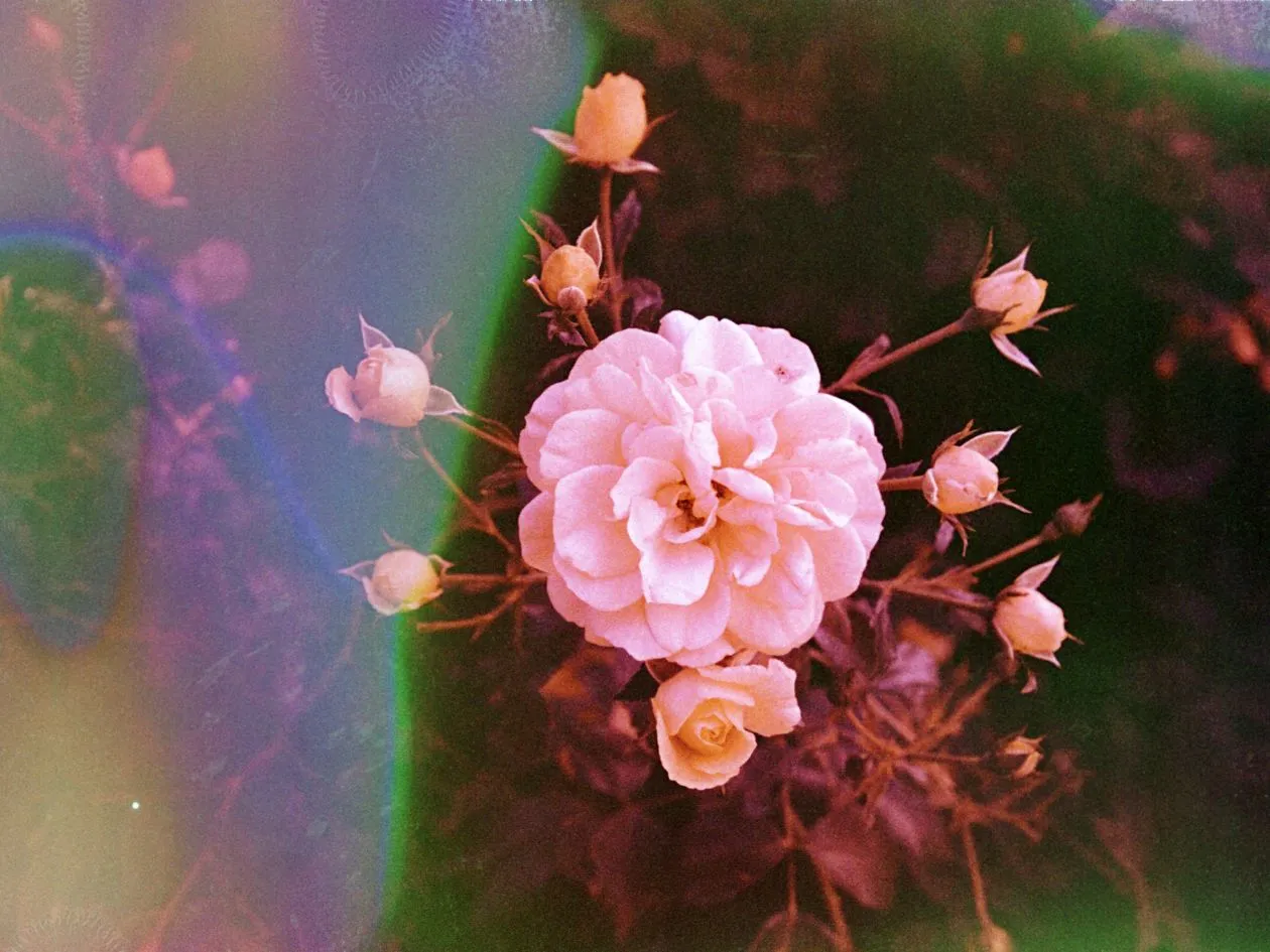 Hanalogital Summer '24 (Souped Film) - 35mm Film