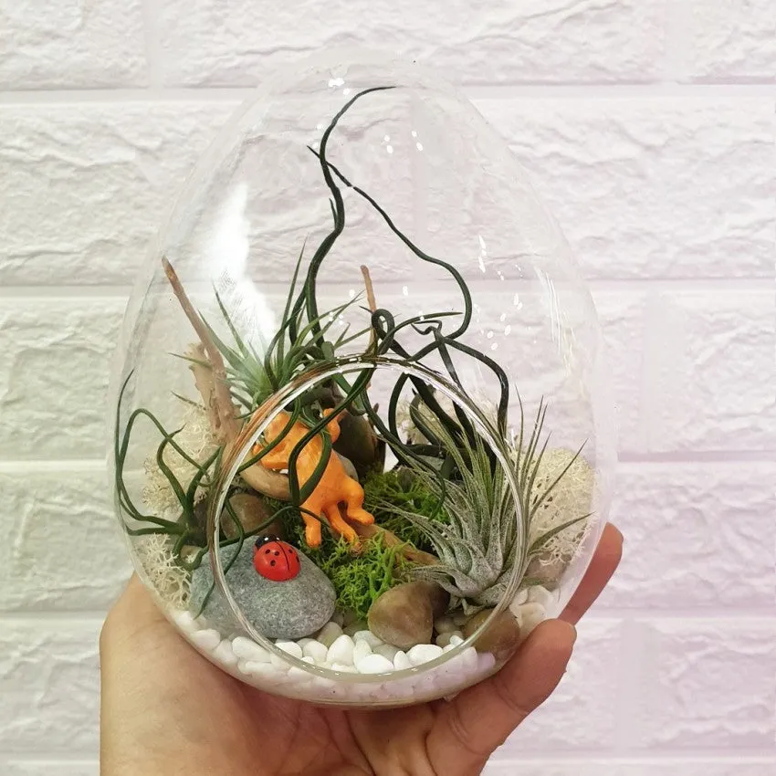 Open Egg Terrarium