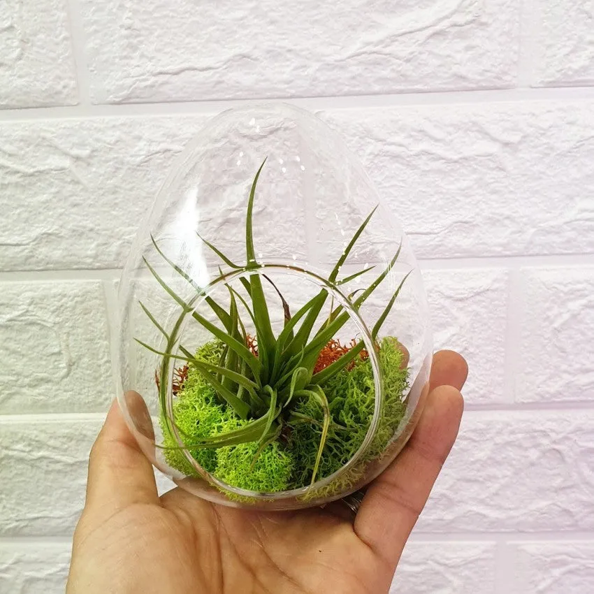 Open Egg Terrarium