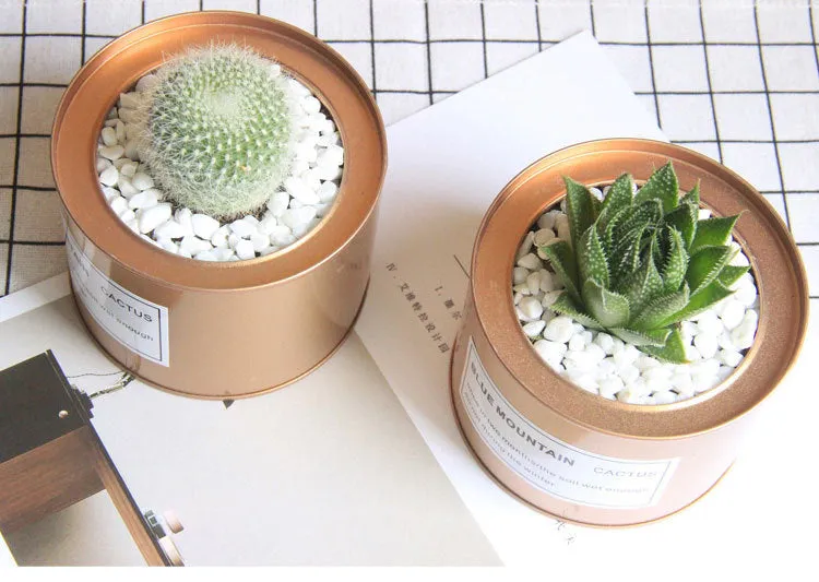 Plana Succulent Pot