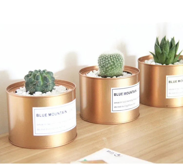 Plana Succulent Pot