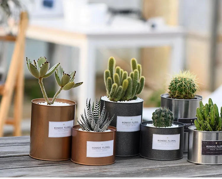 Plana Succulent Pot