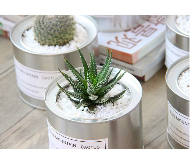Plana Succulent Pot