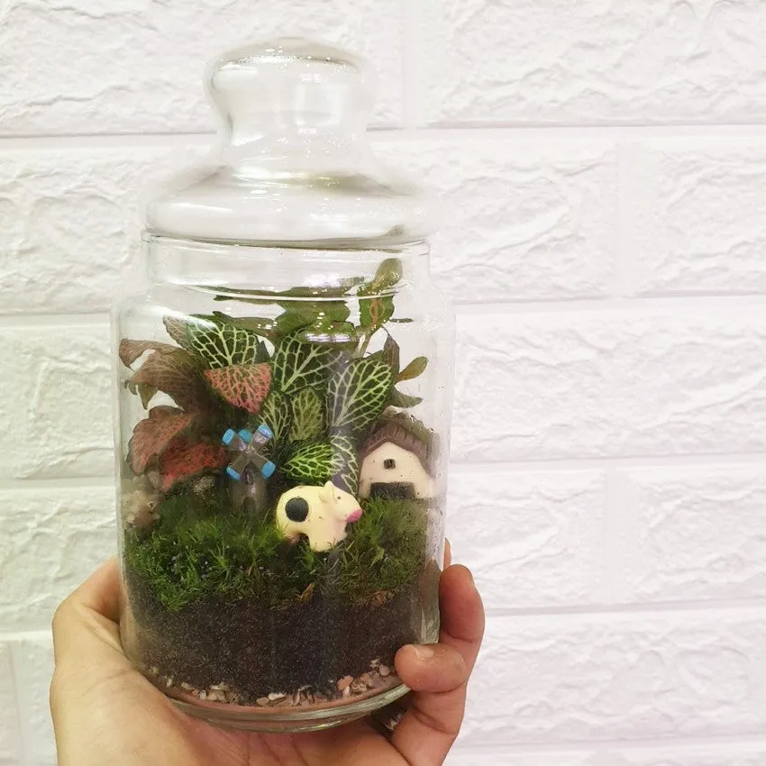 Pop Jar Terrarium