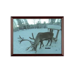 Sublimation Wall Plaque - Rudolph the Reindeer Collection