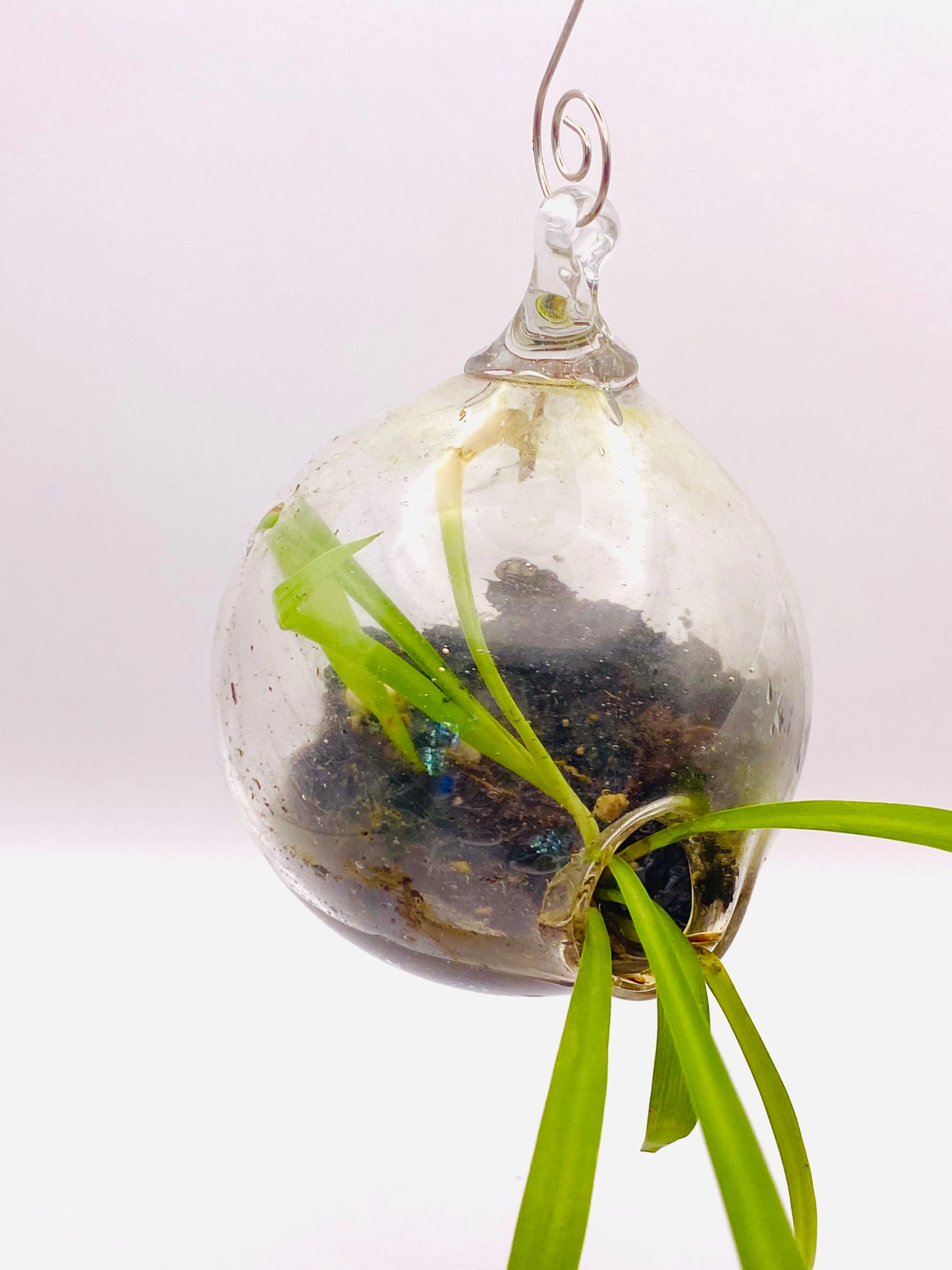 Terrarium
