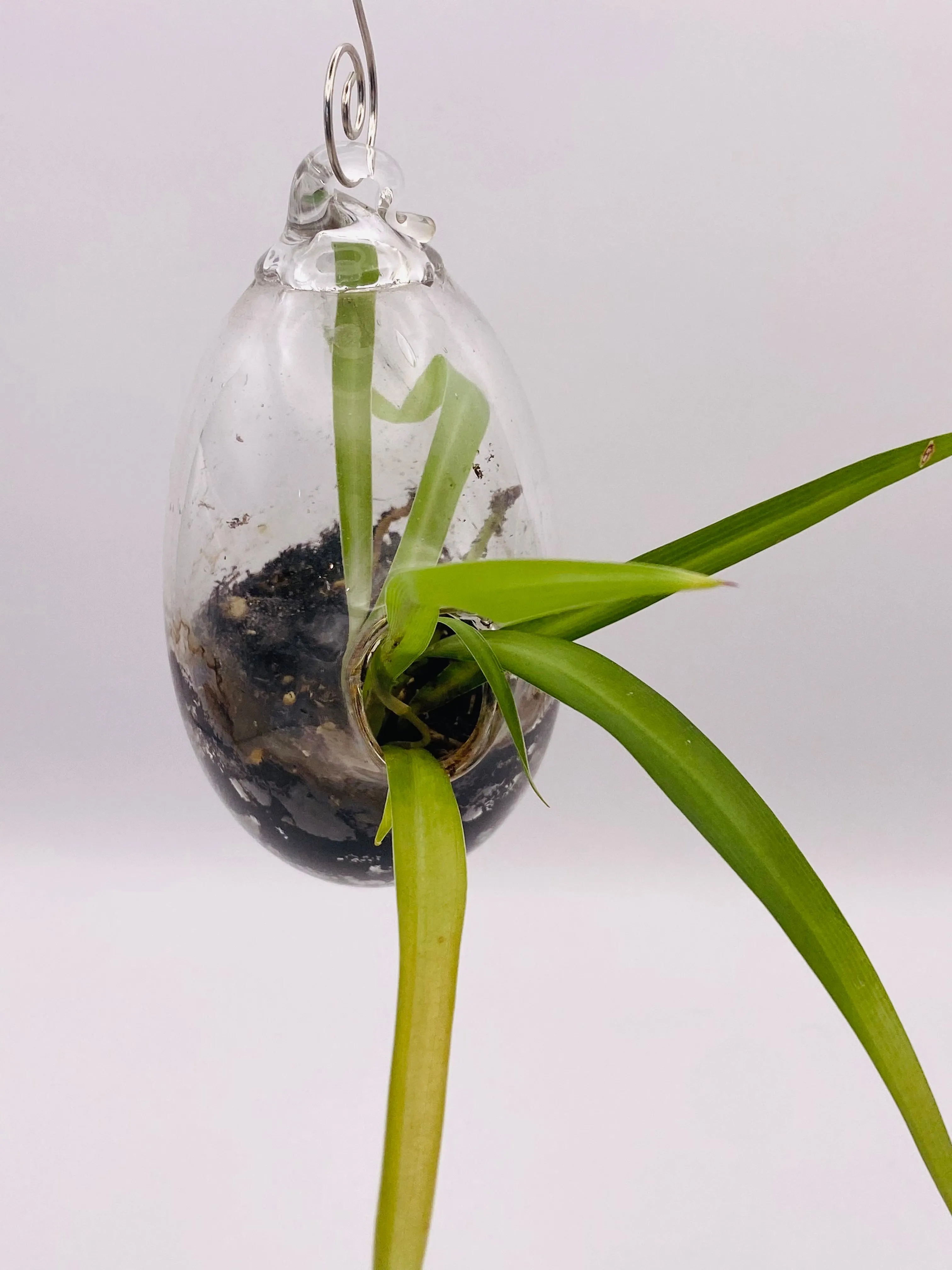 Terrarium