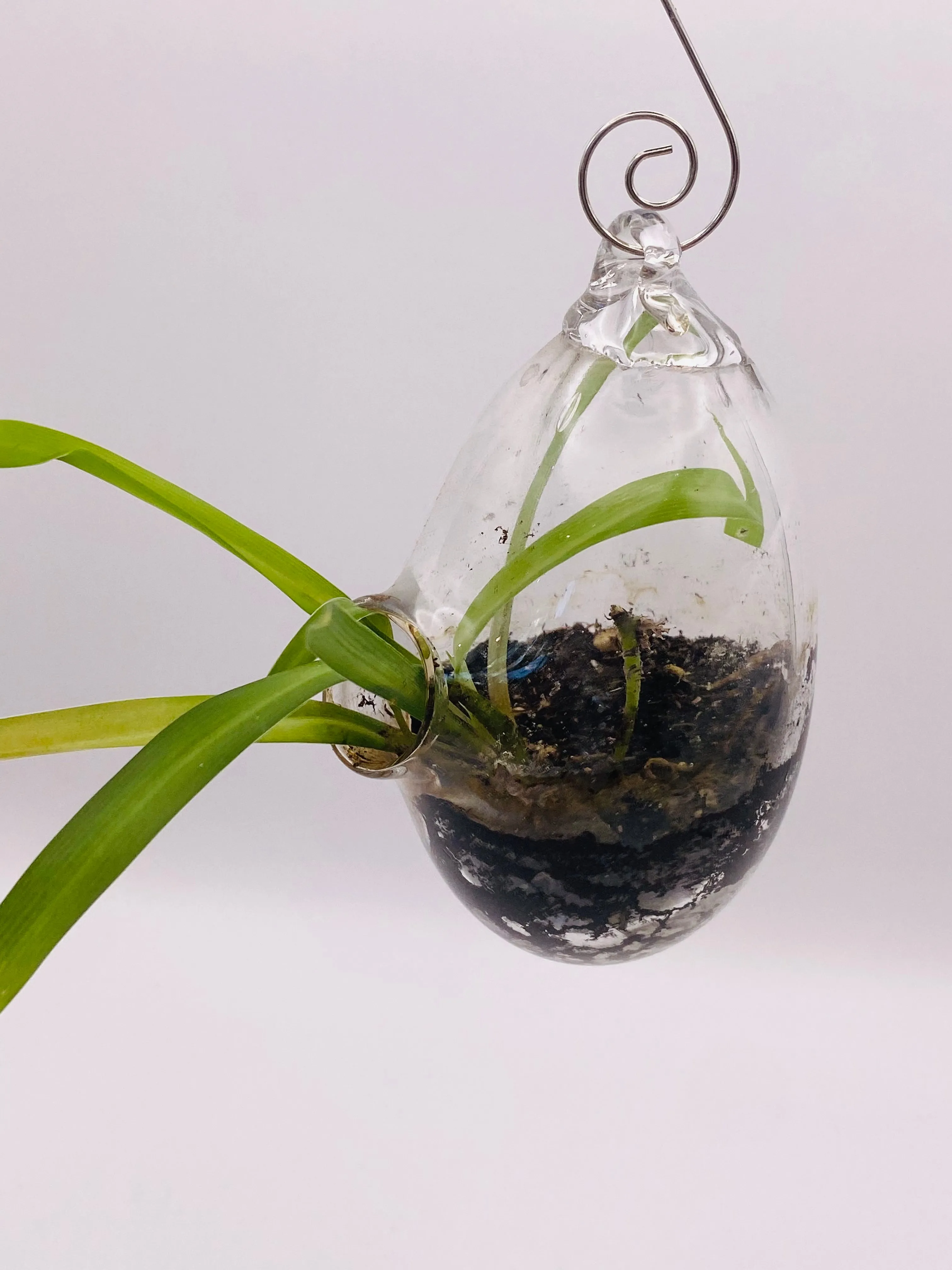 Terrarium