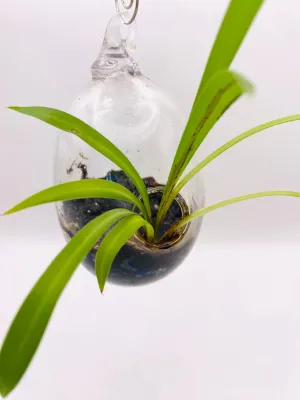 Terrarium