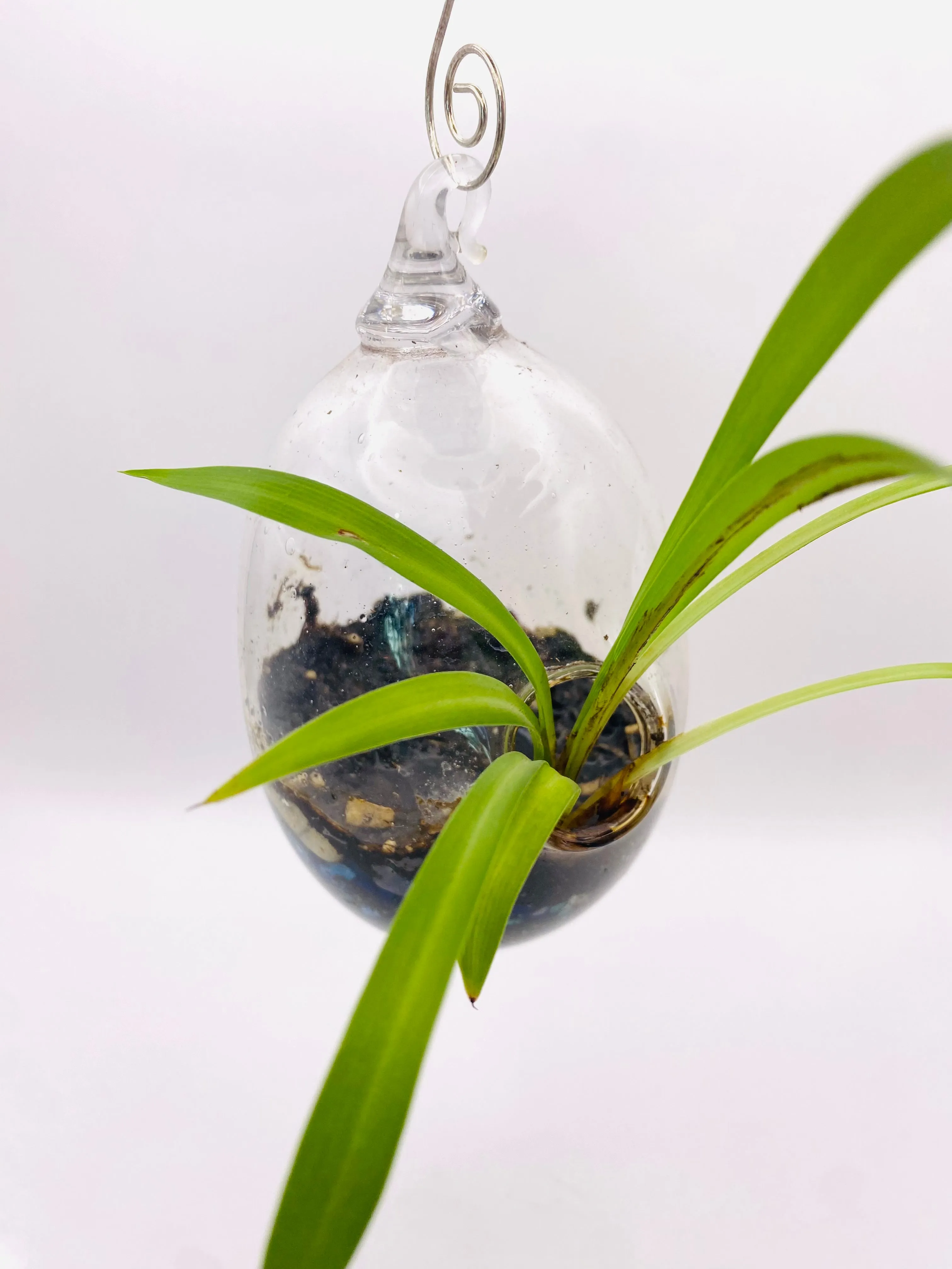 Terrarium
