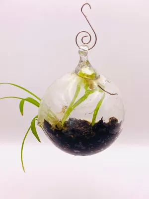 Terrarium