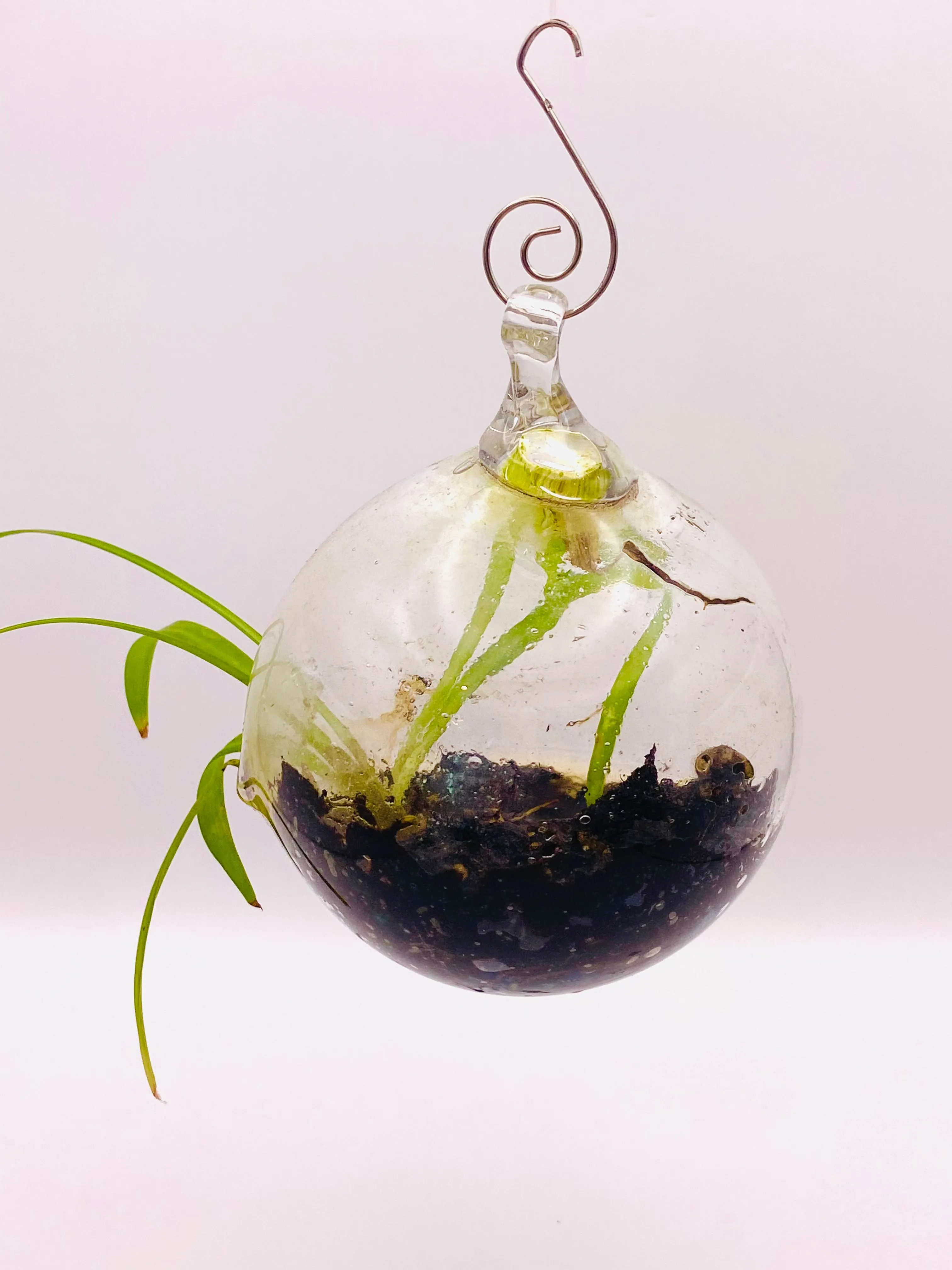 Terrarium