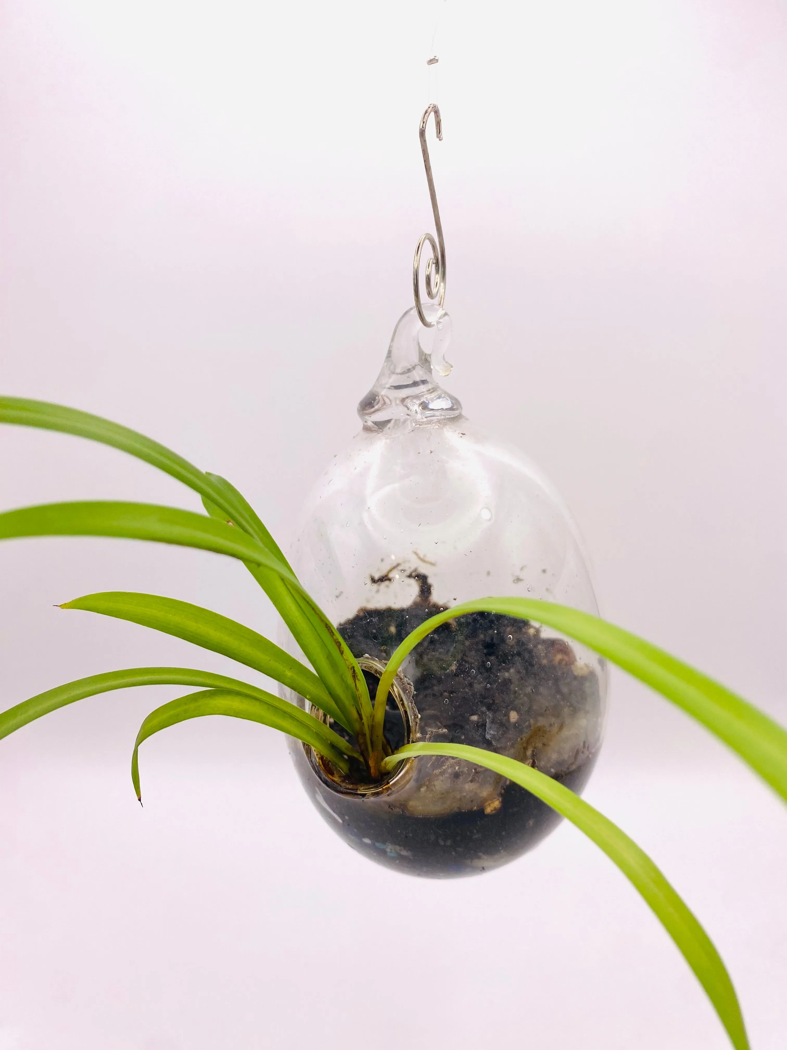 Terrarium