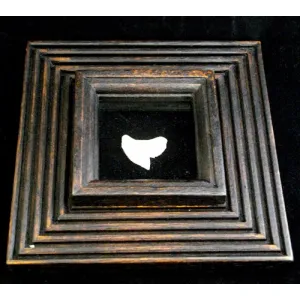 Tiger Shark Tooth Display pf-4
