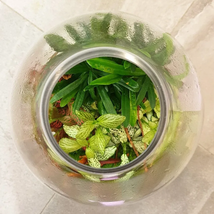 Wood Ball Terrarium
